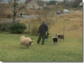 dogs_lamb