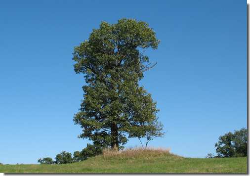 tree